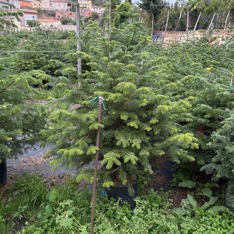 comprar arbre de nadal online viver sant hilari