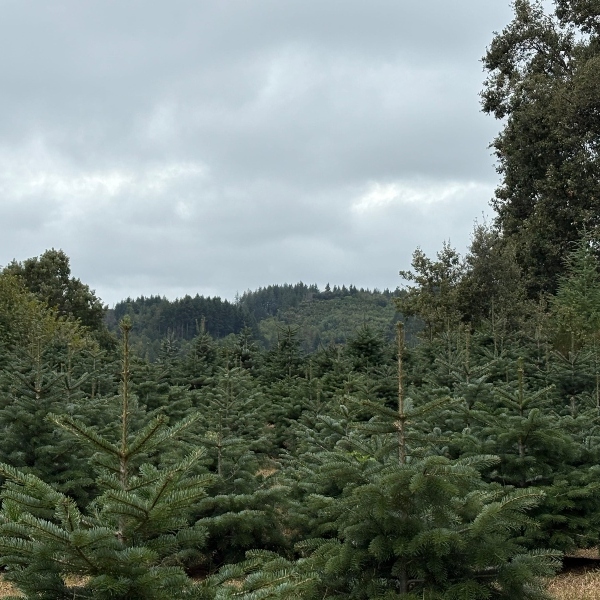 Arbres de Nadal plantacions particulars