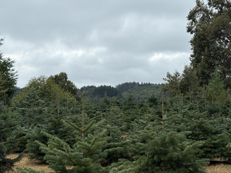 arboles de navidad vivero sant hilari